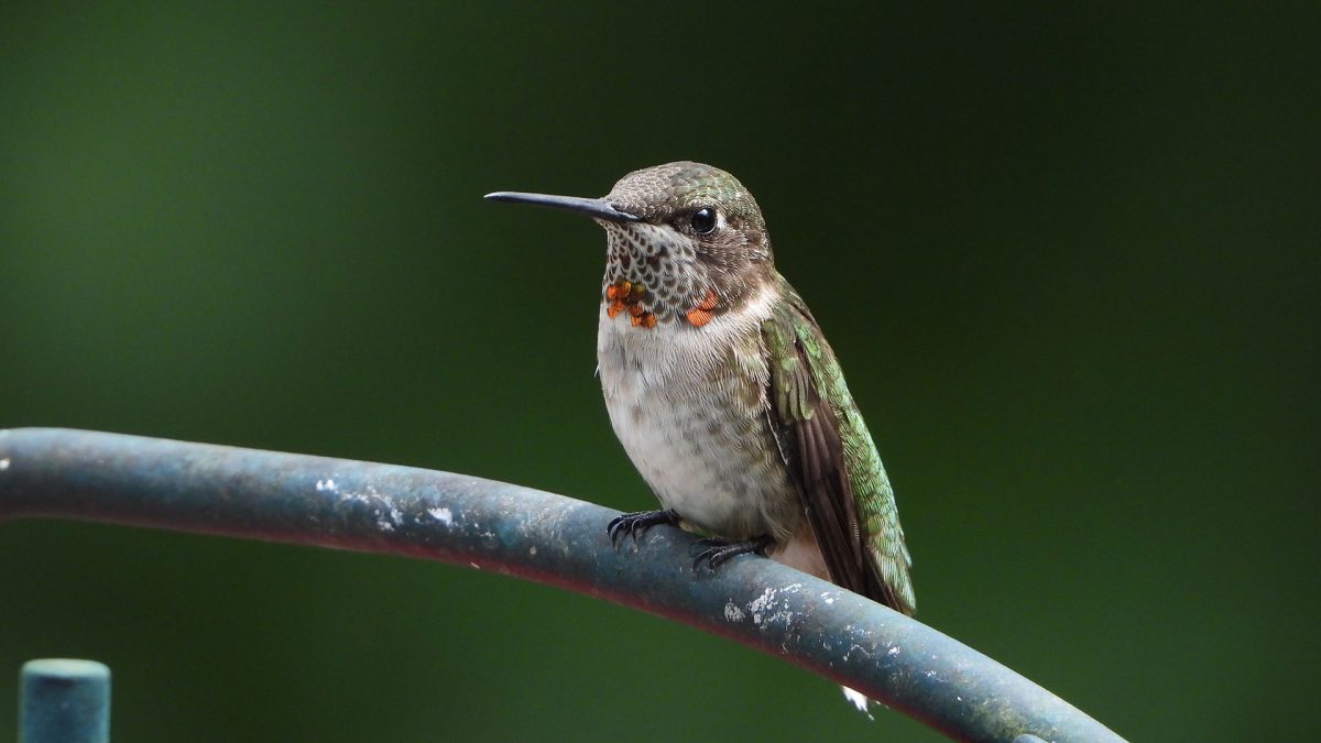 Ruby throated hummingbird standing on a pole