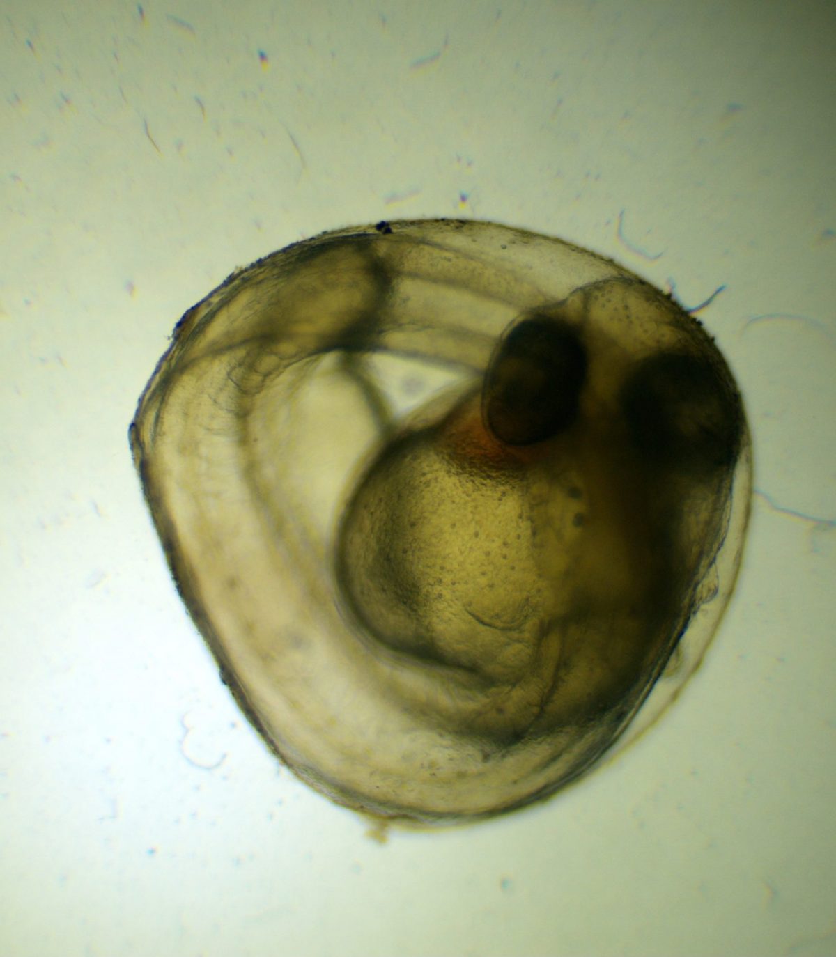 An image from a microscope of a developing Laurel Dace egg with visible eyes and skeleton