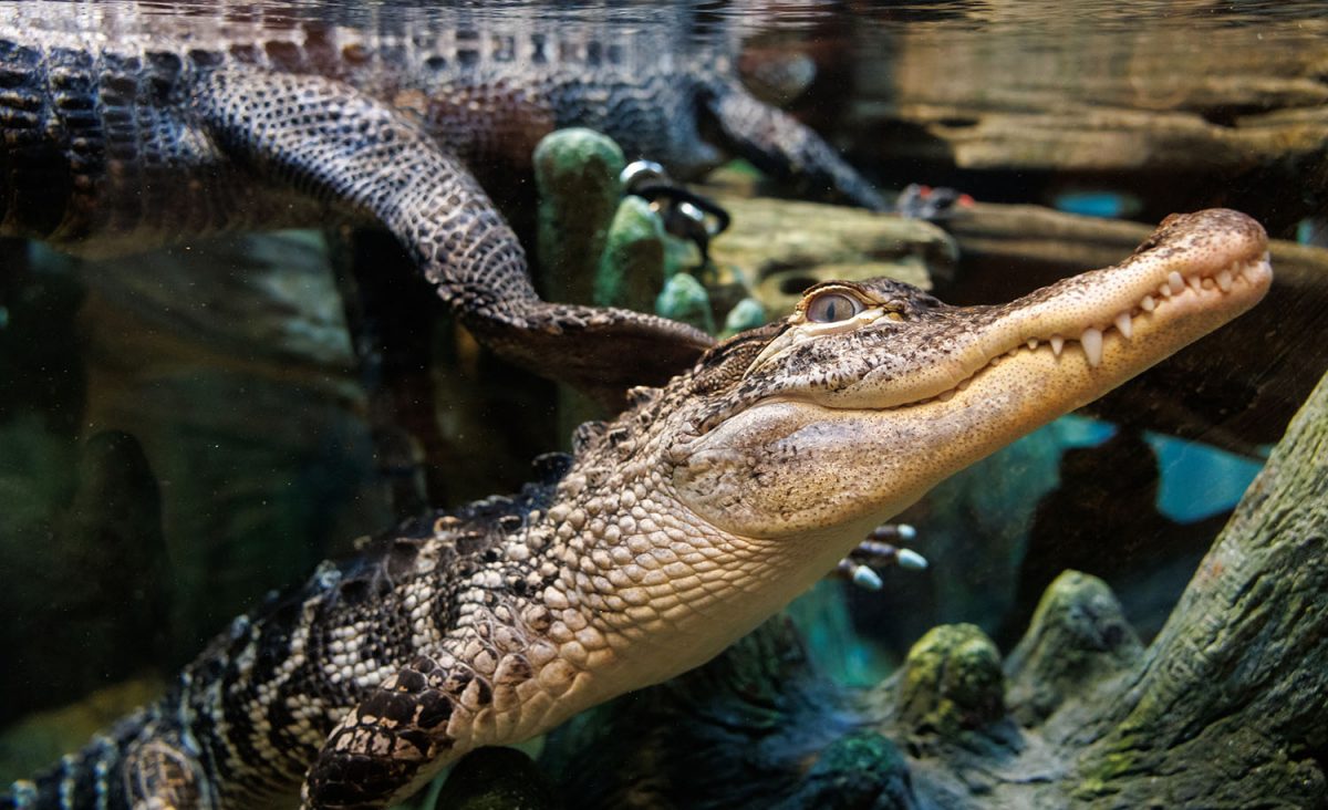 An American Alligator swims in the Tennessee Aquarium's Delta Country gallery.
