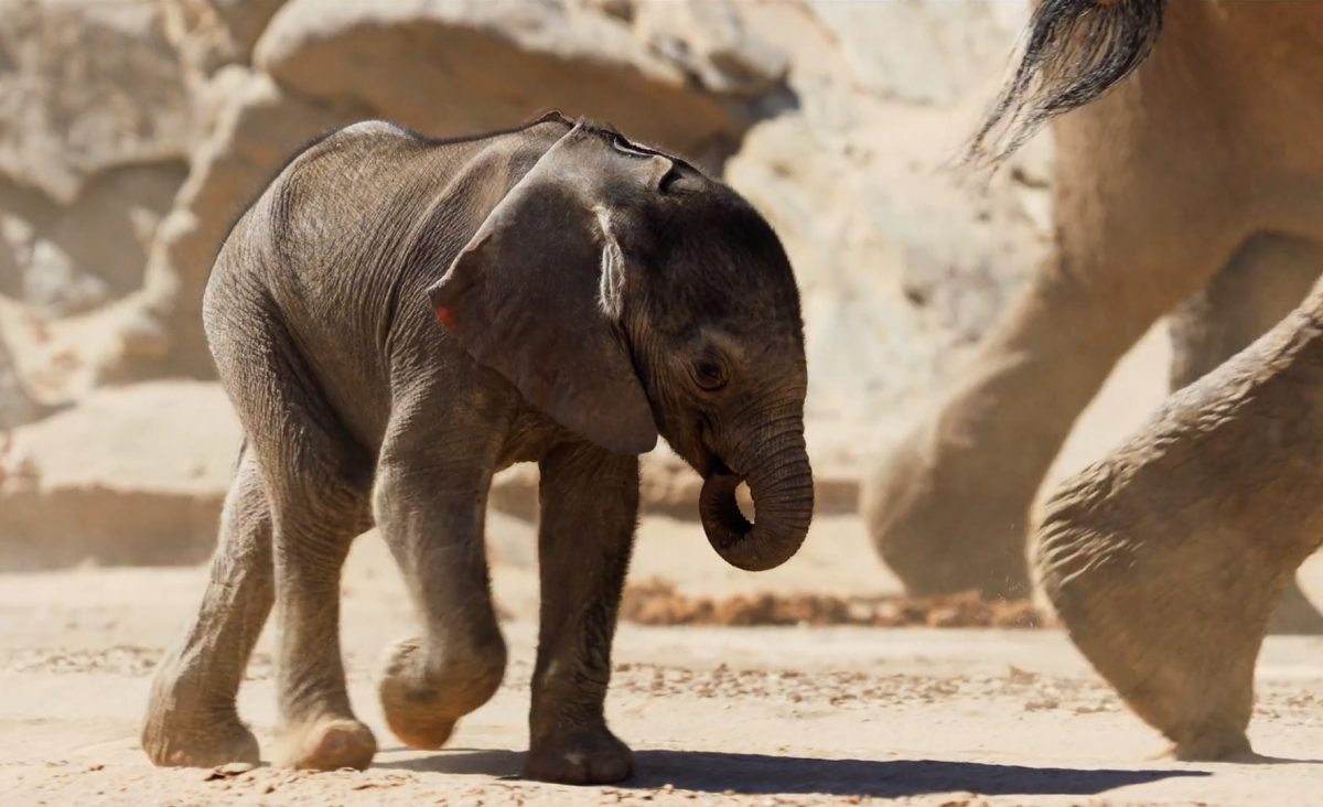 Baby African Elephant “Little Foot” travels with her familial herd through the unforgiving Namib Desert in Elephants: Giants of the Desert 3D.