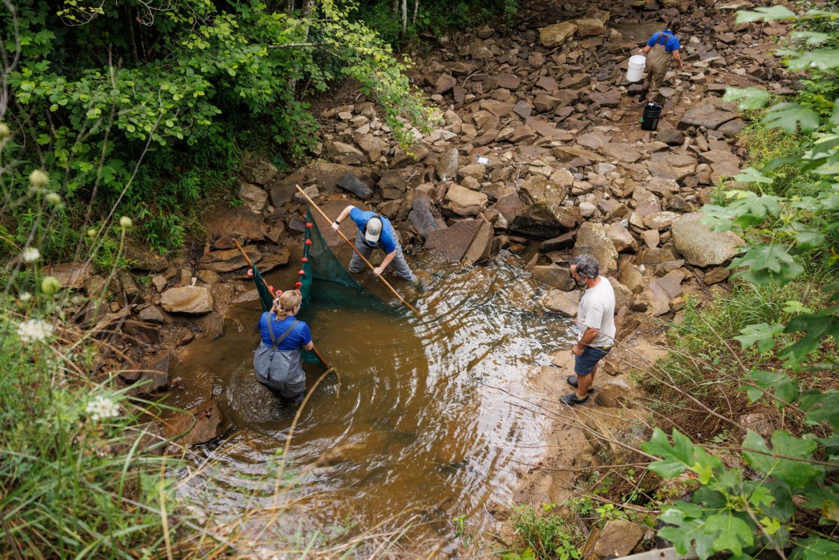 Scientist use a net to look for fish in a puddle
