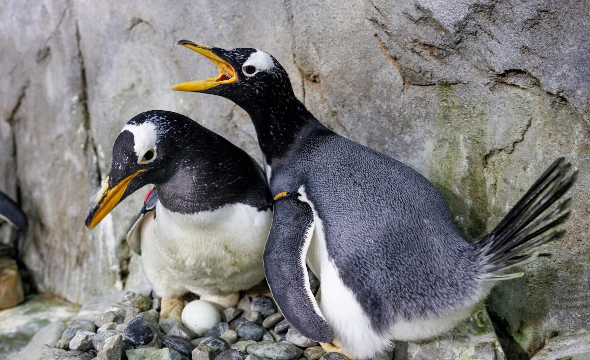 Gentoo Penguins Bug and Big T care for an egg in Penguins' Rock at the Tennessee Aquarium.