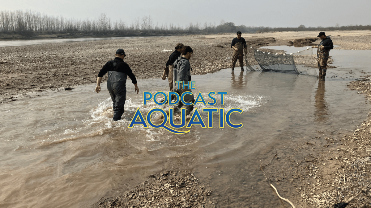 Conservation scientests trekking through Syr Darya water in Uzbekistan