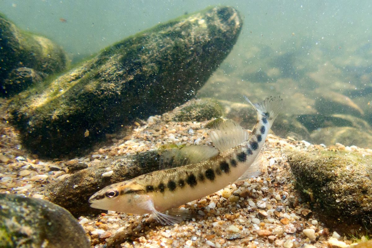 Blackbanded Darter swimming in riverbed
