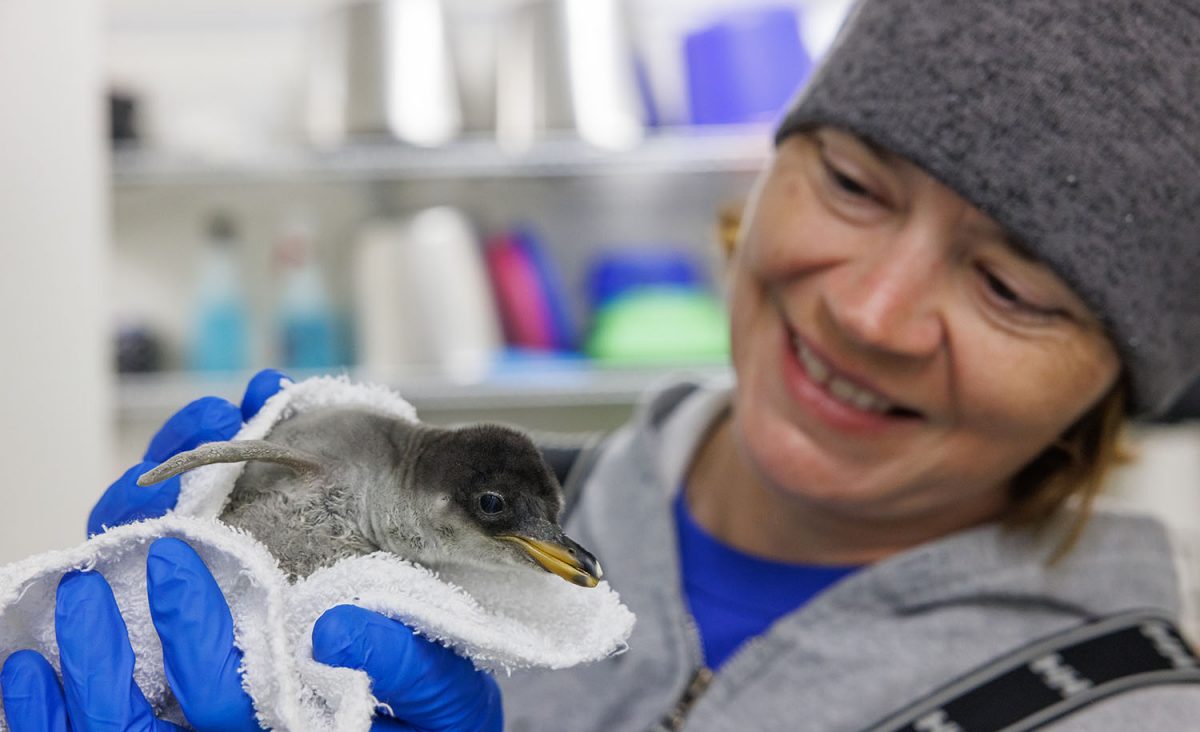 Assistant Curator of Forests Loribeth Lee holds the Tennessee Aquarium's recently hatched Gentoo Penguin chick.