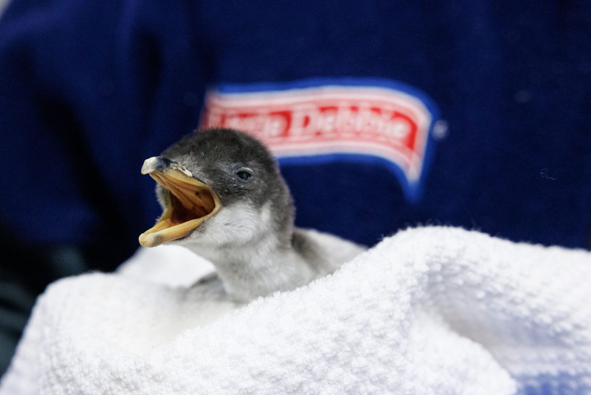 A Gentoo Penguin chick receives its first checkup one day after hatching at the Tennessee Aquarium.
