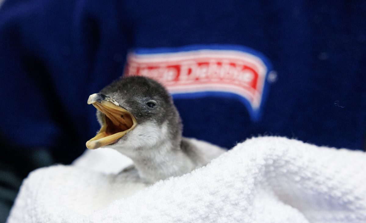 A Gentoo Penguin chick receives its first checkup one day after hatching at the Tennessee Aquarium.