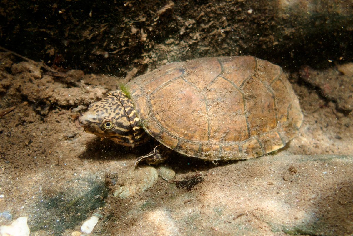 Musk Turtle swims in river