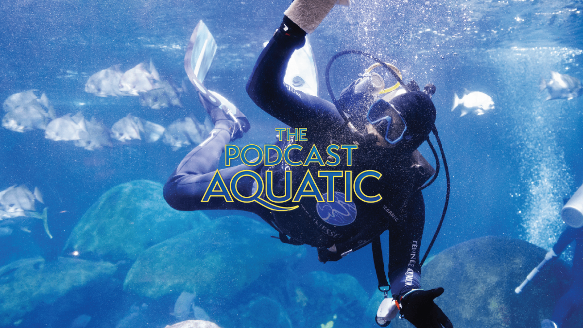 SCUBA diver in the TN Aquarium Secret Reef exhibit to promote Podcast Aquatic episode about diving at the aquarium