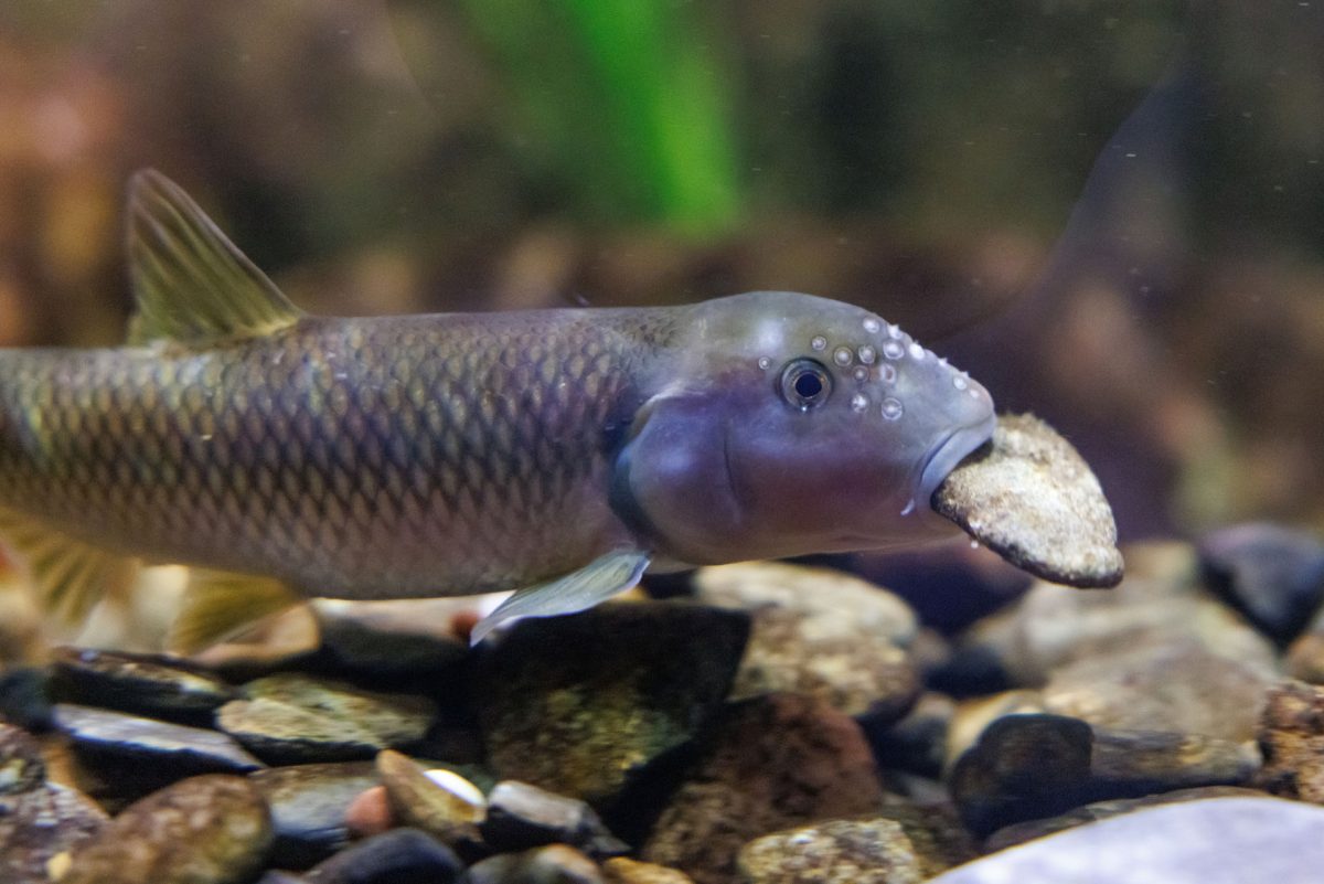 River Chub carries a rock in its mouth