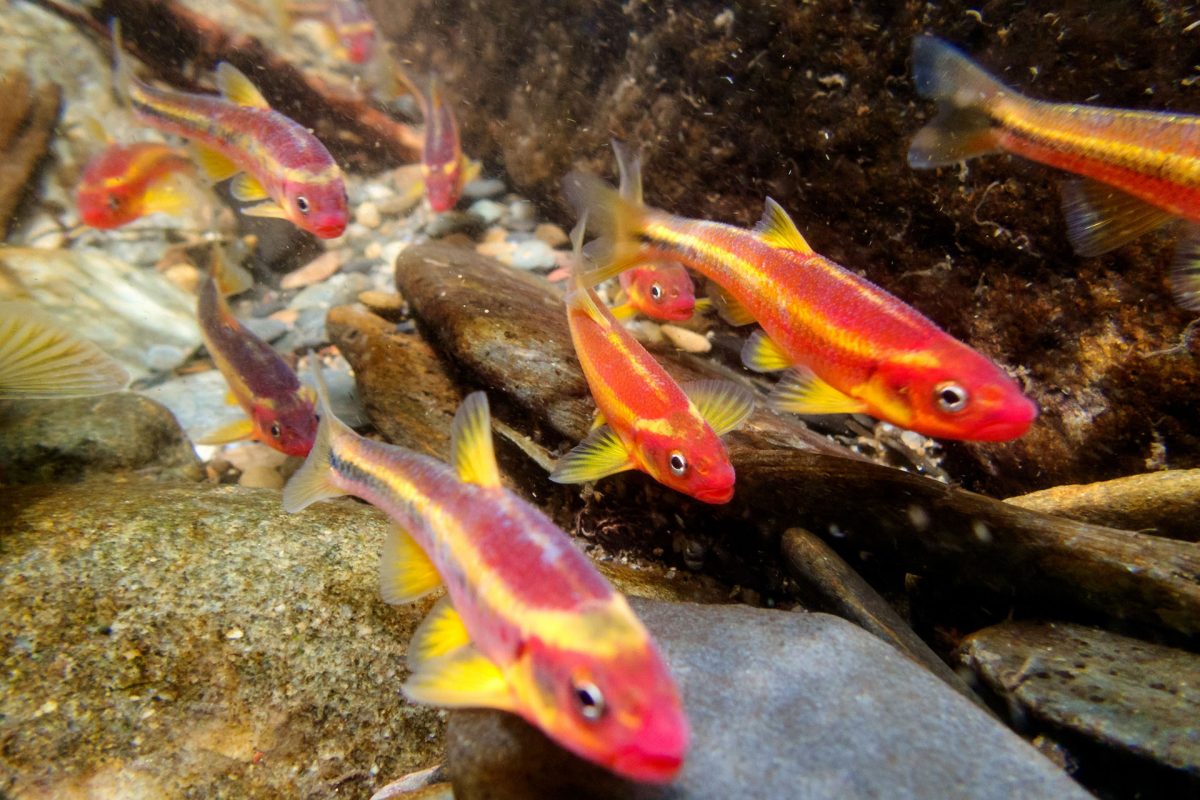 Saffron Shiners swim in a river