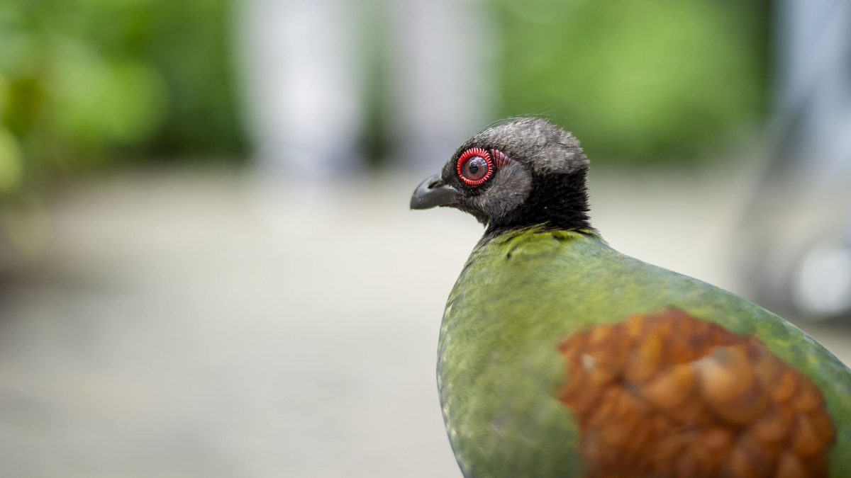 Crested Wood Partridge