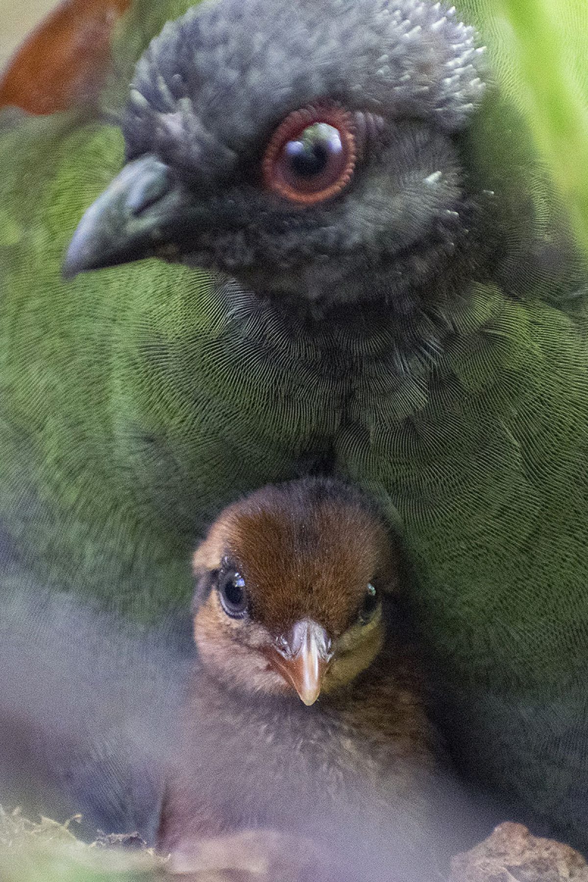 Crested wood partridge chick under mother
