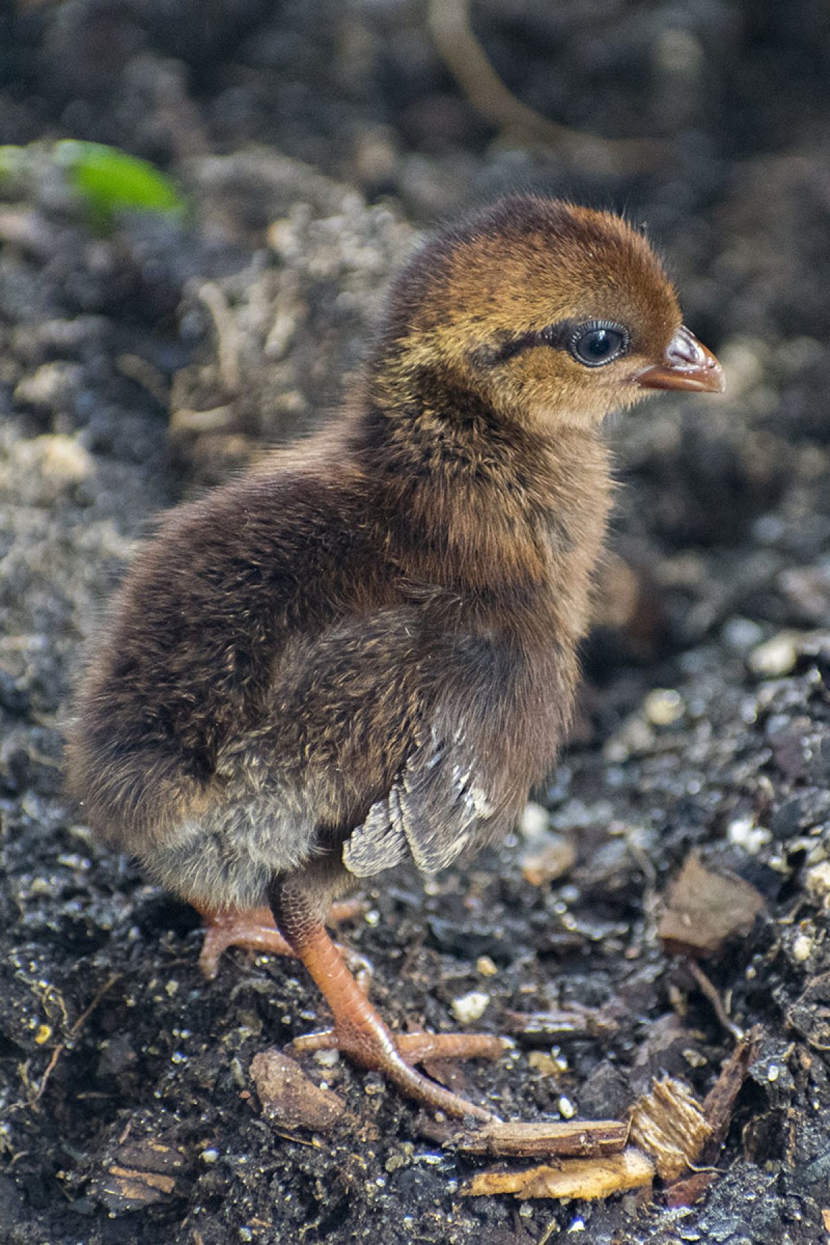 Crested wood partridge chick