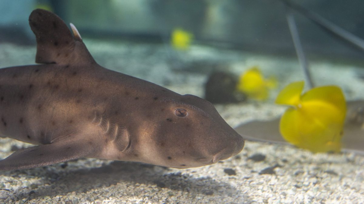 A Japanese Horned Shark at the Tennessee Aquarium.