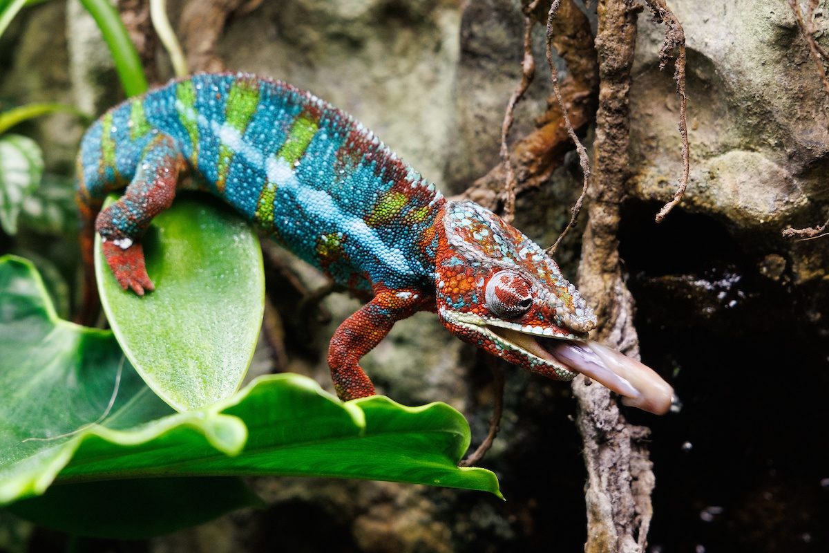 A Panther Chameleon eats an insect in the Tennessee Aquarium's Island Life exhibit.
