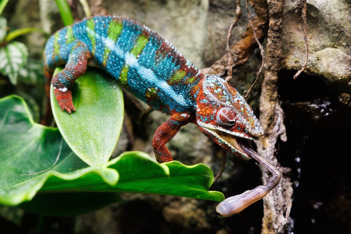 A Panther Chameleon eats an insect in the Tennessee Aquarium's Island Life exhibit.