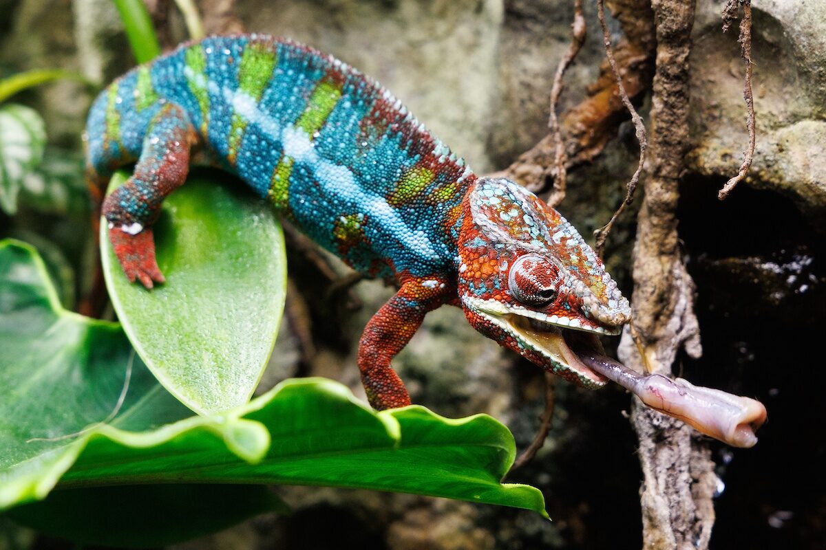 A Panther Chameleon eats an insect in the Tennessee Aquarium's Island Life exhibit.