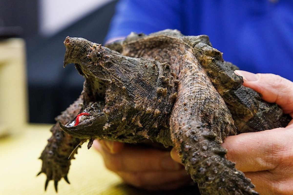 Senior Educator Julia Gregory holds an Alligator Snapping Turtle while live-streaming a virtual outreach program for schools.