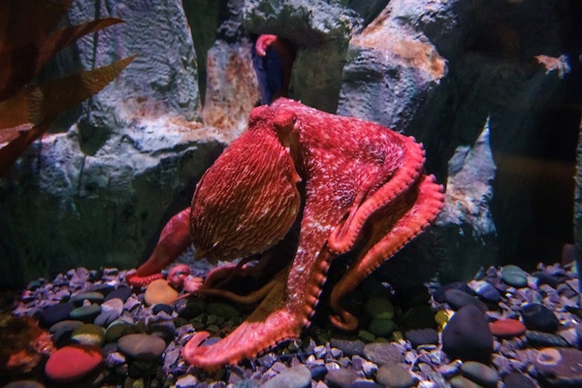 Giant Pacific Octopus (Enteroctopus dofleini) in Boneless Beauties.