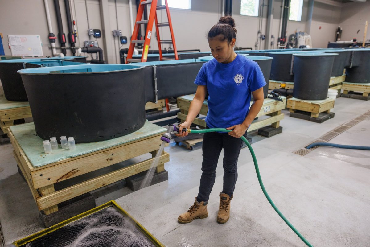 Conservation volunteer Marlys Vicente works at the Tennessee Aquarium Conservation Institute.