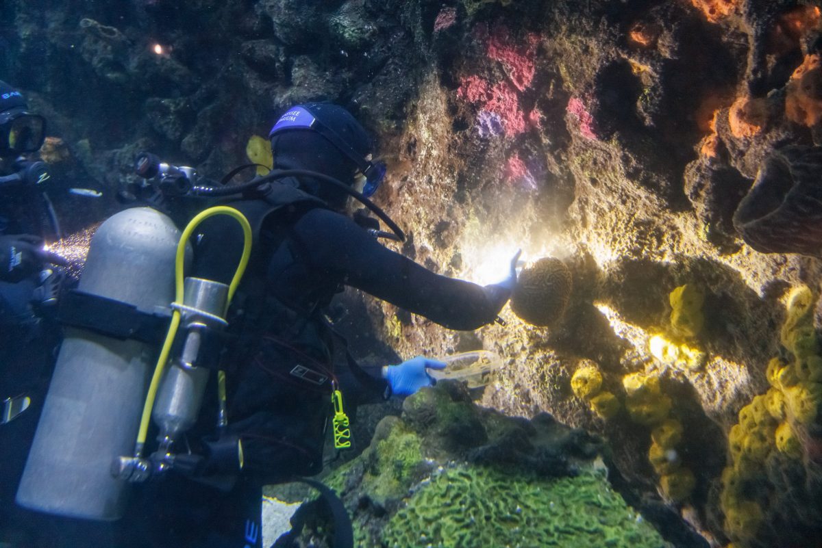 Staff divers Kyle Mcpheeters, Liam Creamer and Rebecca Claus replace coral in the Secret Reef exhibit.