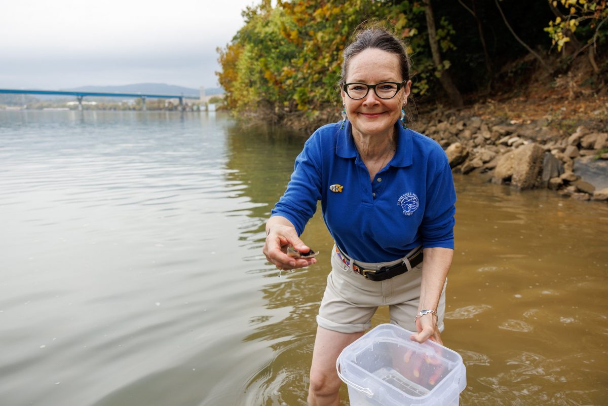 Fifth grade students from Brown Academy help scientists with the Tennessee Aquarium Conservation Institute release Lake Sturgeon into the Tennessee River from Coolidge Park on Wednesday, Oct. 30, 2024, in Chattanooga, Tenn.
