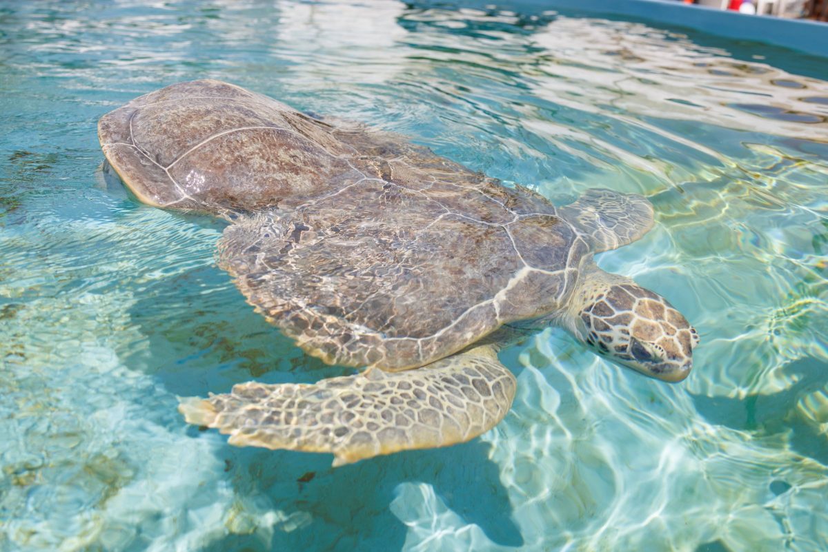 Green Sea Turtle Oscar is moved to his summer home outside at the Aquarium's Animal Care Facility.