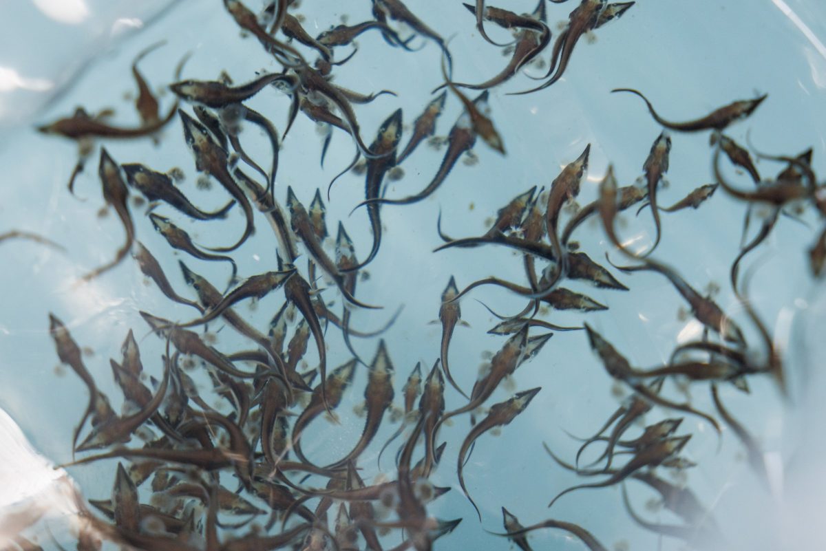 Baby Lake Sturgeon arrive at the Tennessee Aquarium Conservation Institute.