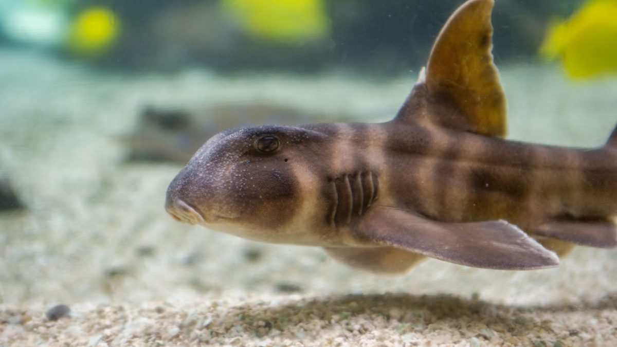 A Japanese Horned Shark at the Tennessee Aquarium.