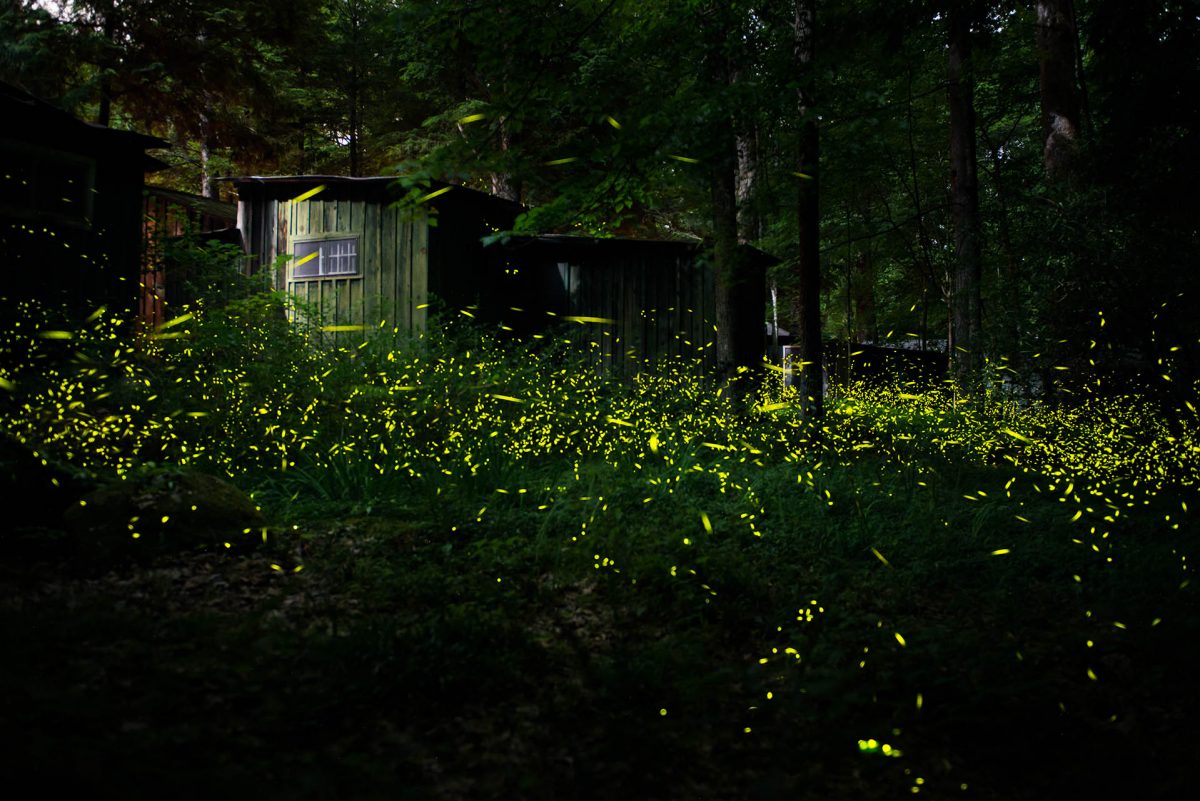fireflys glow in the evening