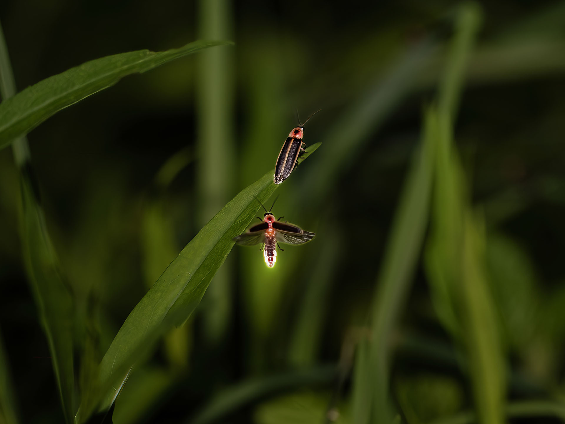 Two fireflies glow on a blade of grass