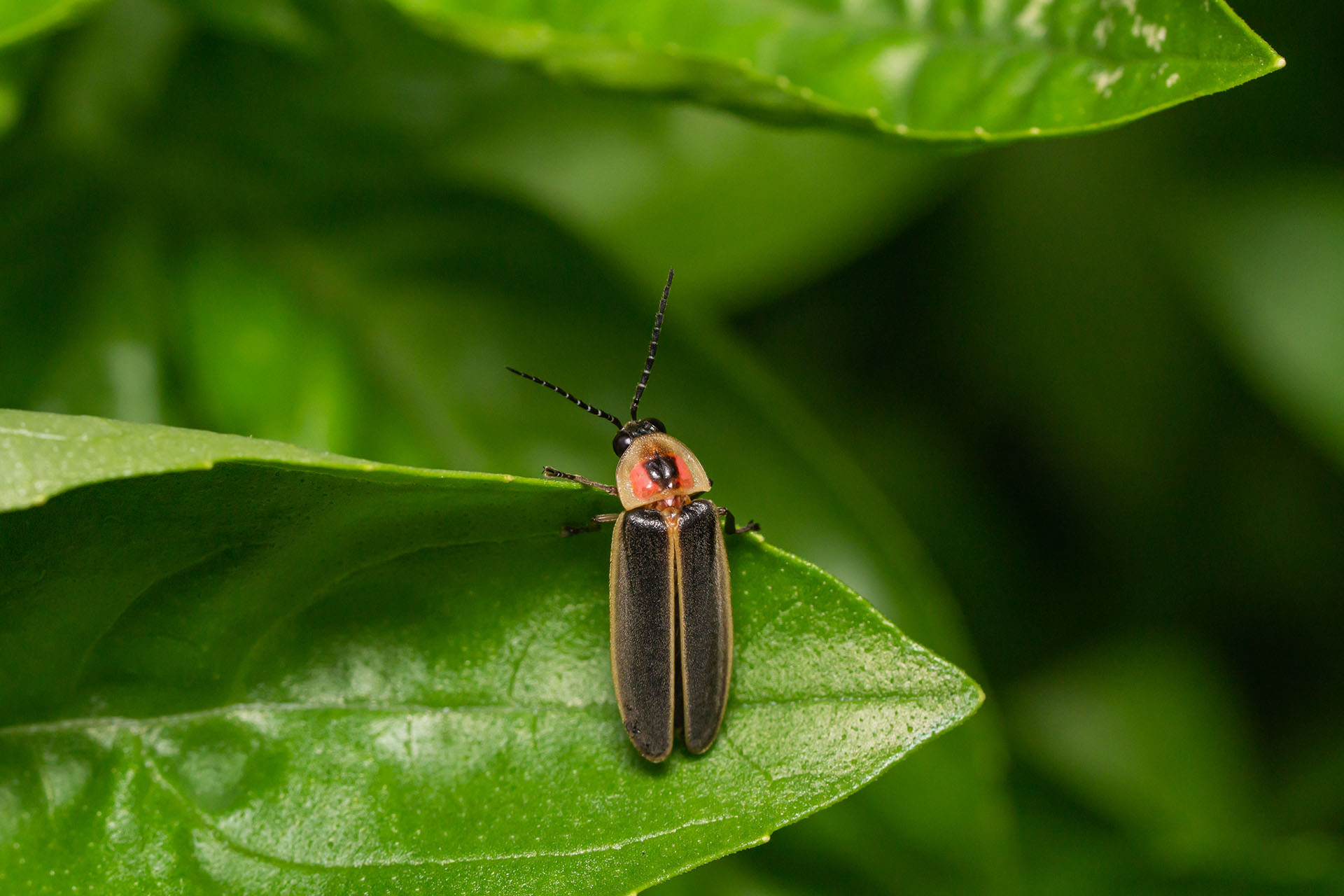 A firefly climbs on a leaf