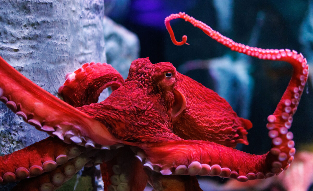 A Giant Pacific Octopus swims in an exhibit at the Tennessee Aquarium. (Credit: Tennessee Aquarium)