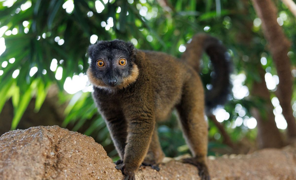 Kintana the female Red-collared Brown Lemur roams the Tennessee Aquarium's Lemur Forest.