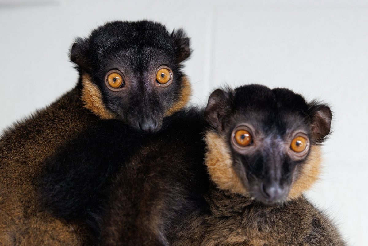 Kintana, left, and John the Red-collared Brown Lemurs ball together in an off-exhibit space at the Tennessee Aquarium.