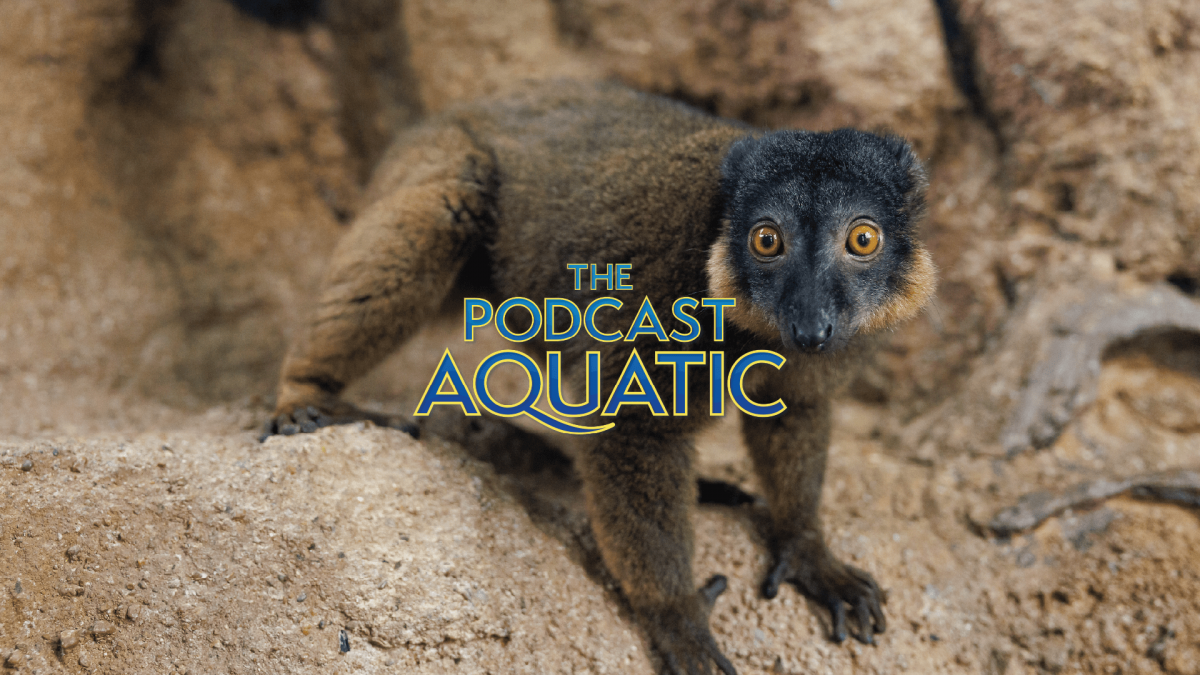 Kintana, the female red-collared brown lemur at the TN Aquarium