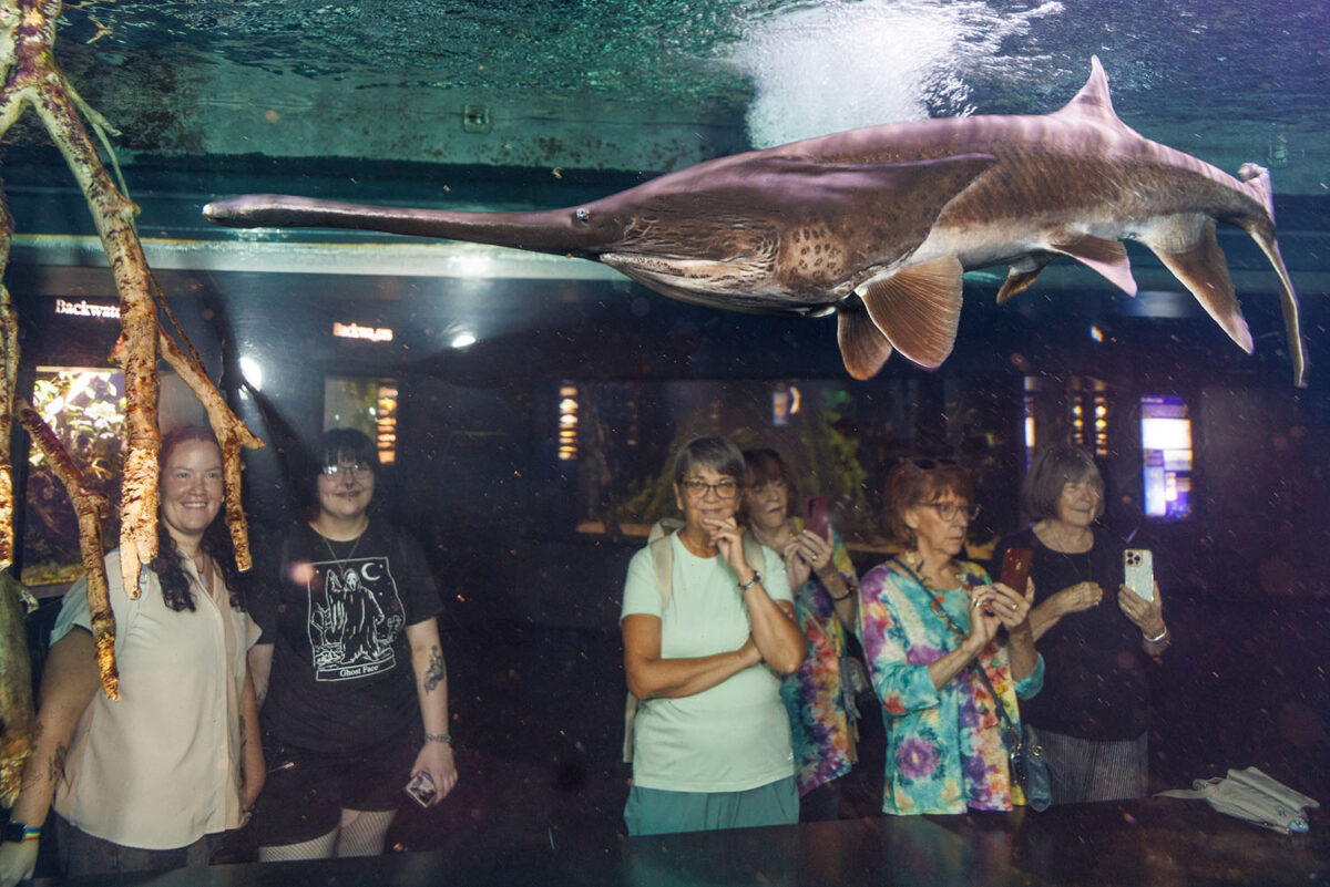 Guests watch a Paddlefish swim in the Tennessee Aquarium's Tennessee River exhibit.