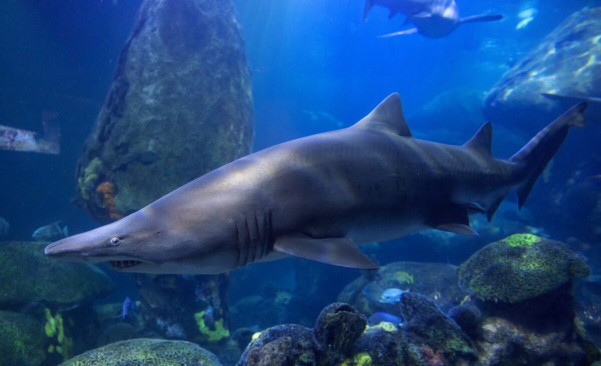 A Sand Tiger Shark swims in the Secret Reef exhibit at the Tennessee Aquarium. (Credit: Tennessee Aquarium)