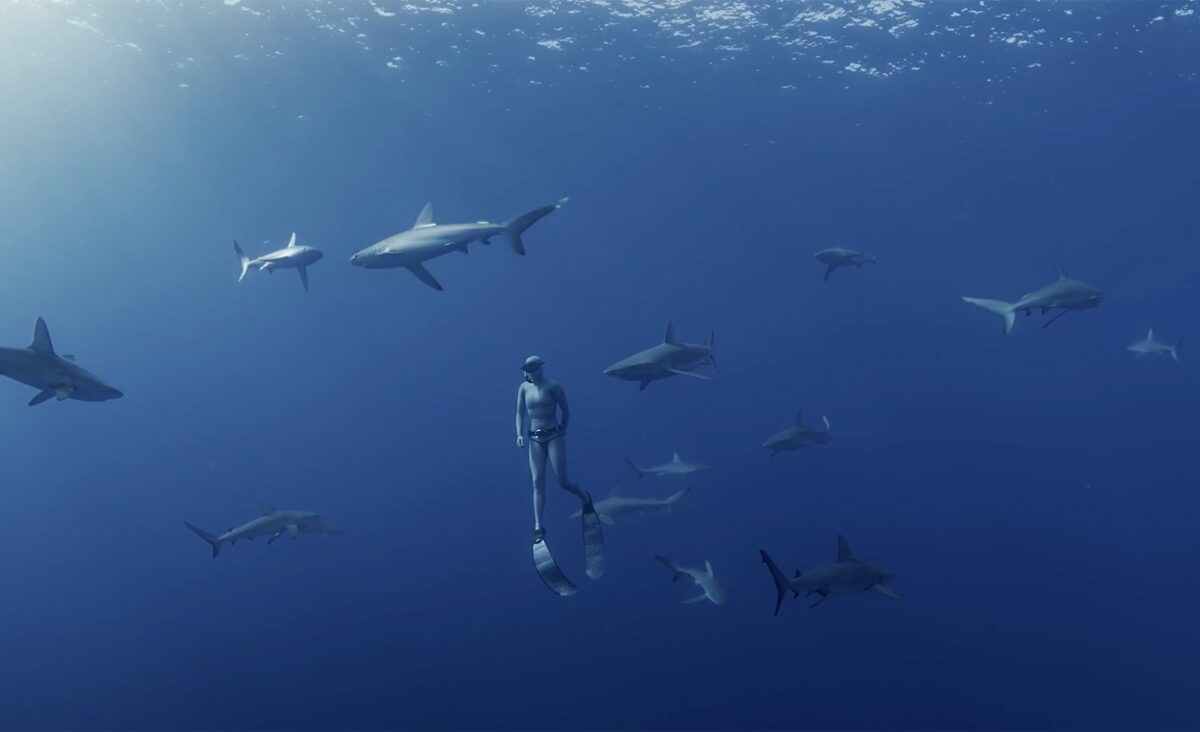 A diver swims with dozens of sharks in Shark Kingdom 3D. (Credit: K2 Studios)