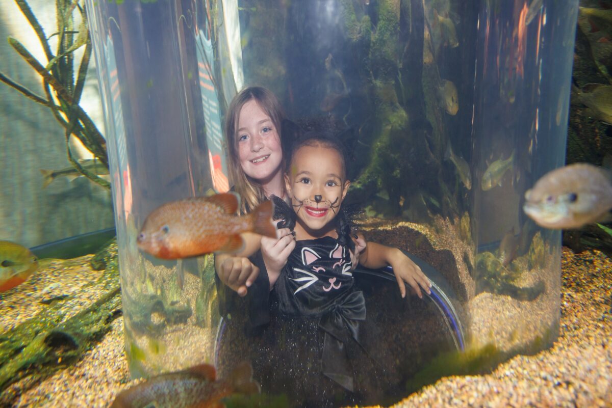 The Tennessee Aquarium's Aquascarium event on Friday, Oct. 29, 2024, in Chattanooga, Tenn.