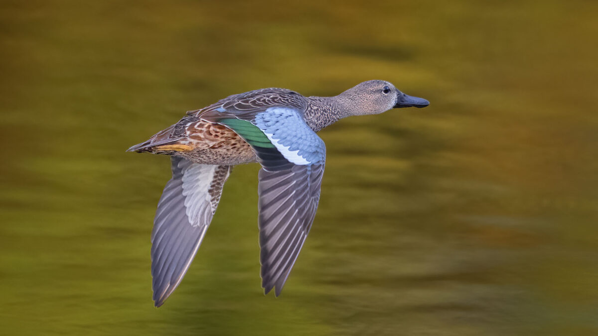 A Blue-winged Teal is shown flying over greenish water.