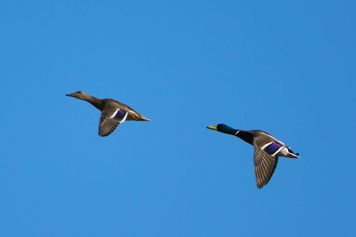 Male and female mallard ducks in flight