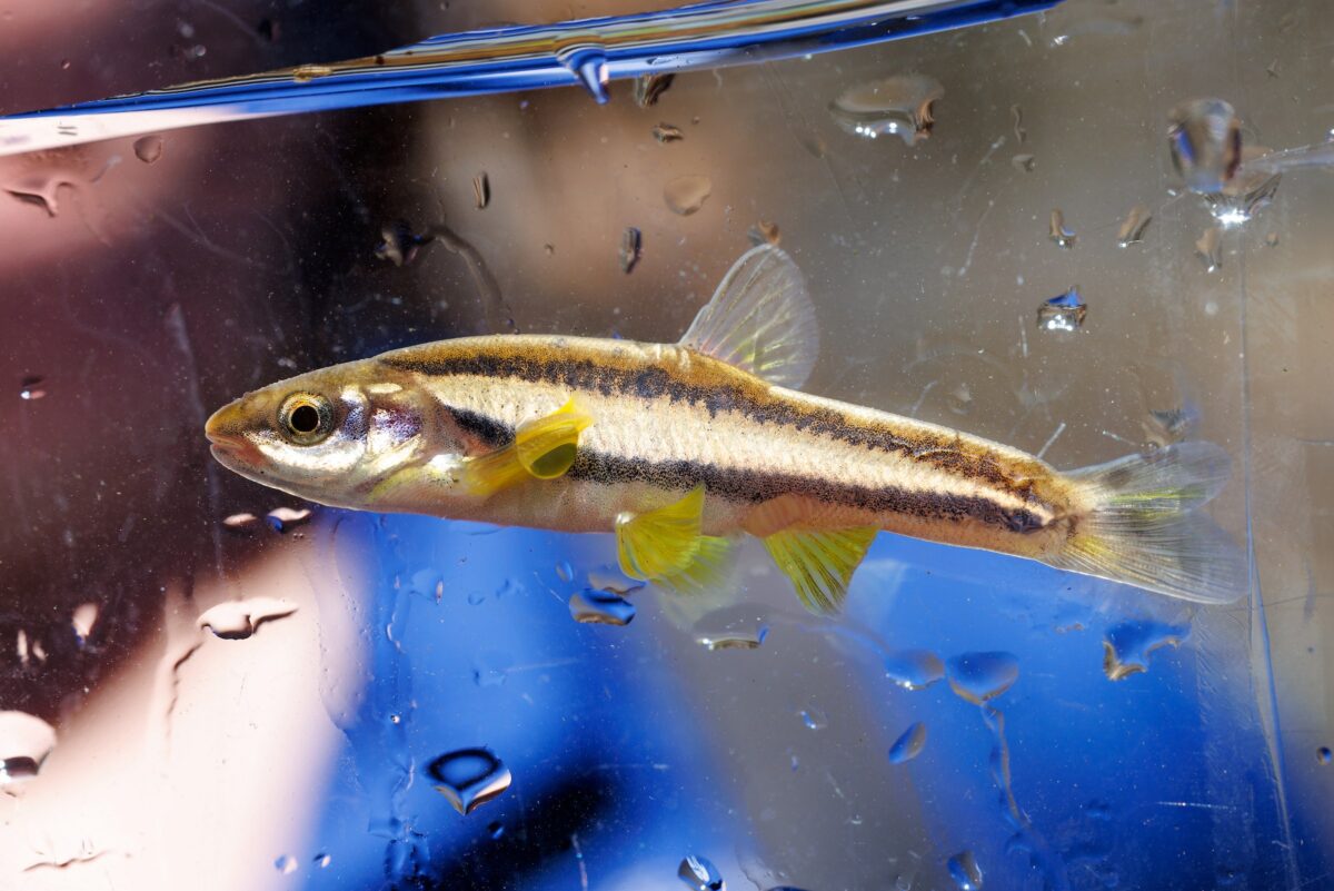 A critically endangered Laurel Dace waits in a portable aquarium before reintroduction into a stream atop Walden Ridge north of Chattanooga.