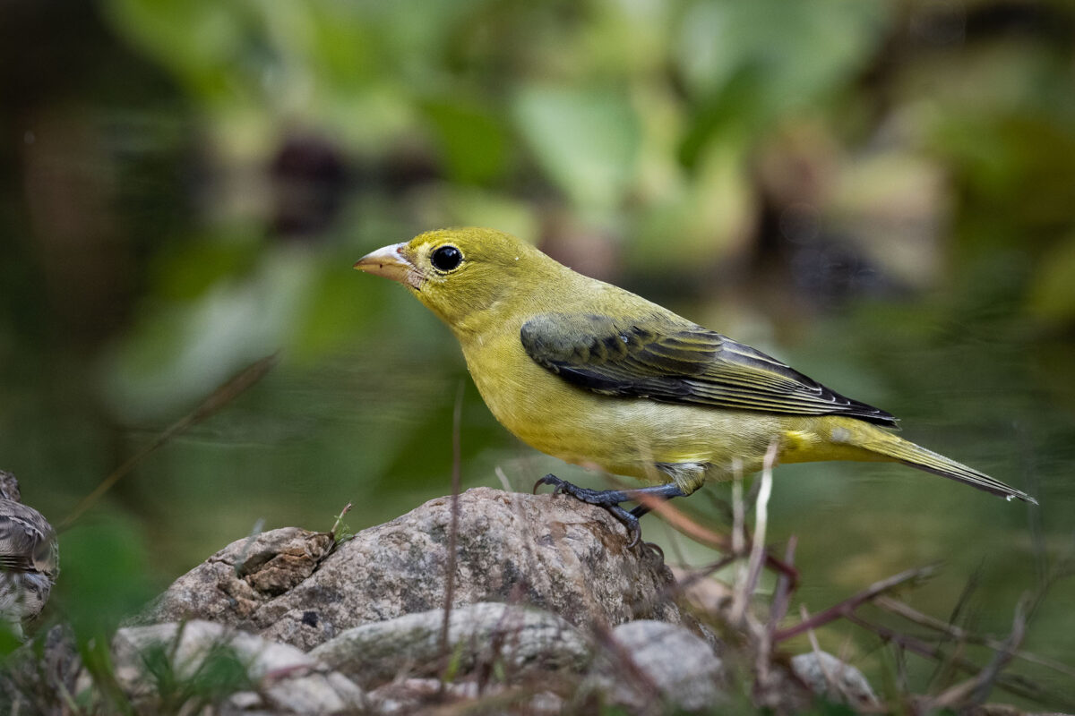 A nonbreeding male Scarlet Tanager visits a garden pond for a drink, and a bath.