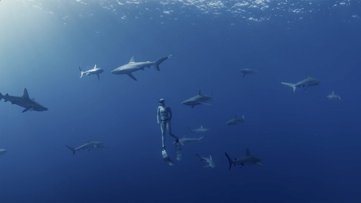 A diver swims with dozens of sharks in Shark Kingdom 3D. (Credit: K2 Studios)
