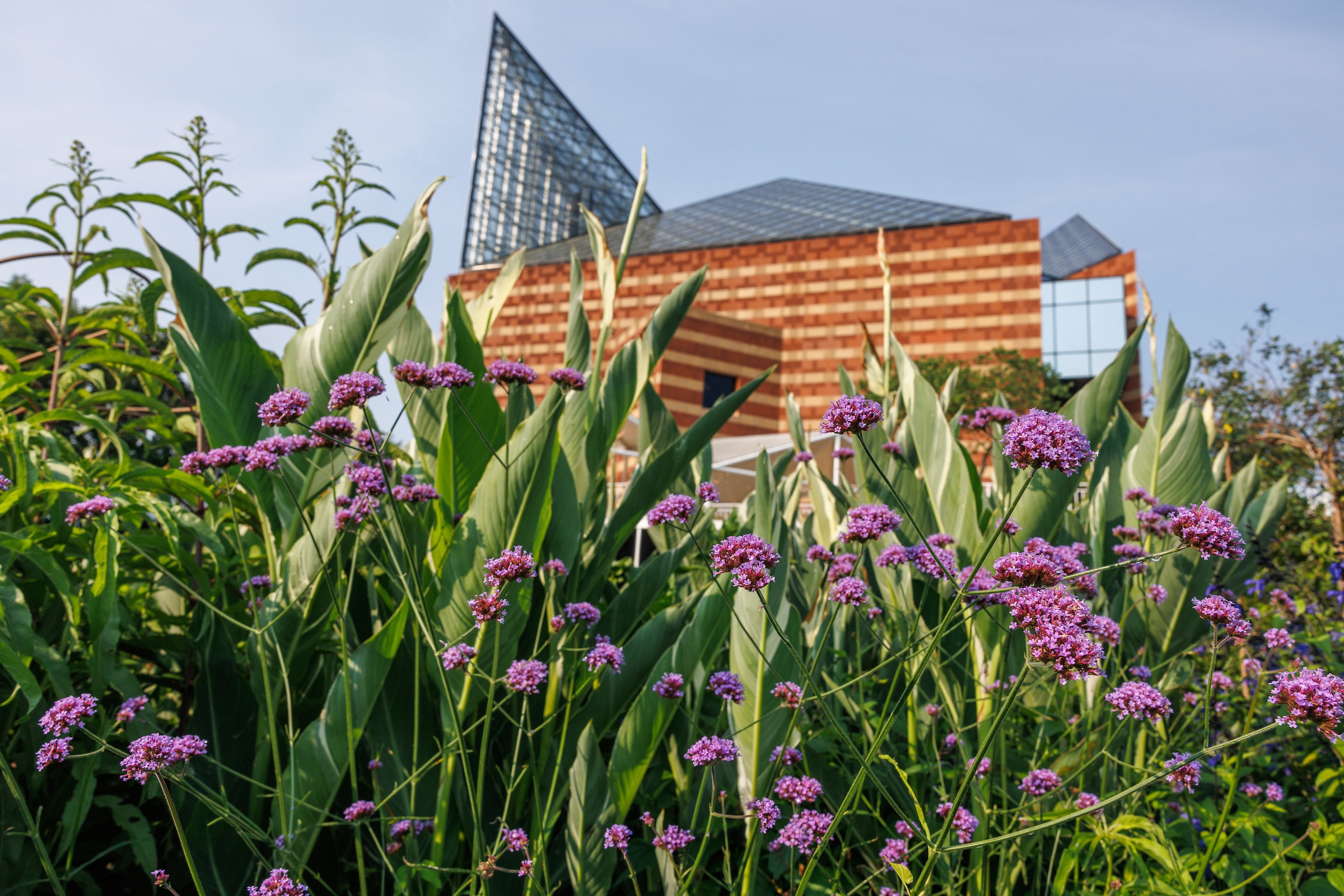 Purpletop Vervain with the Tennessee Aquarium in the background