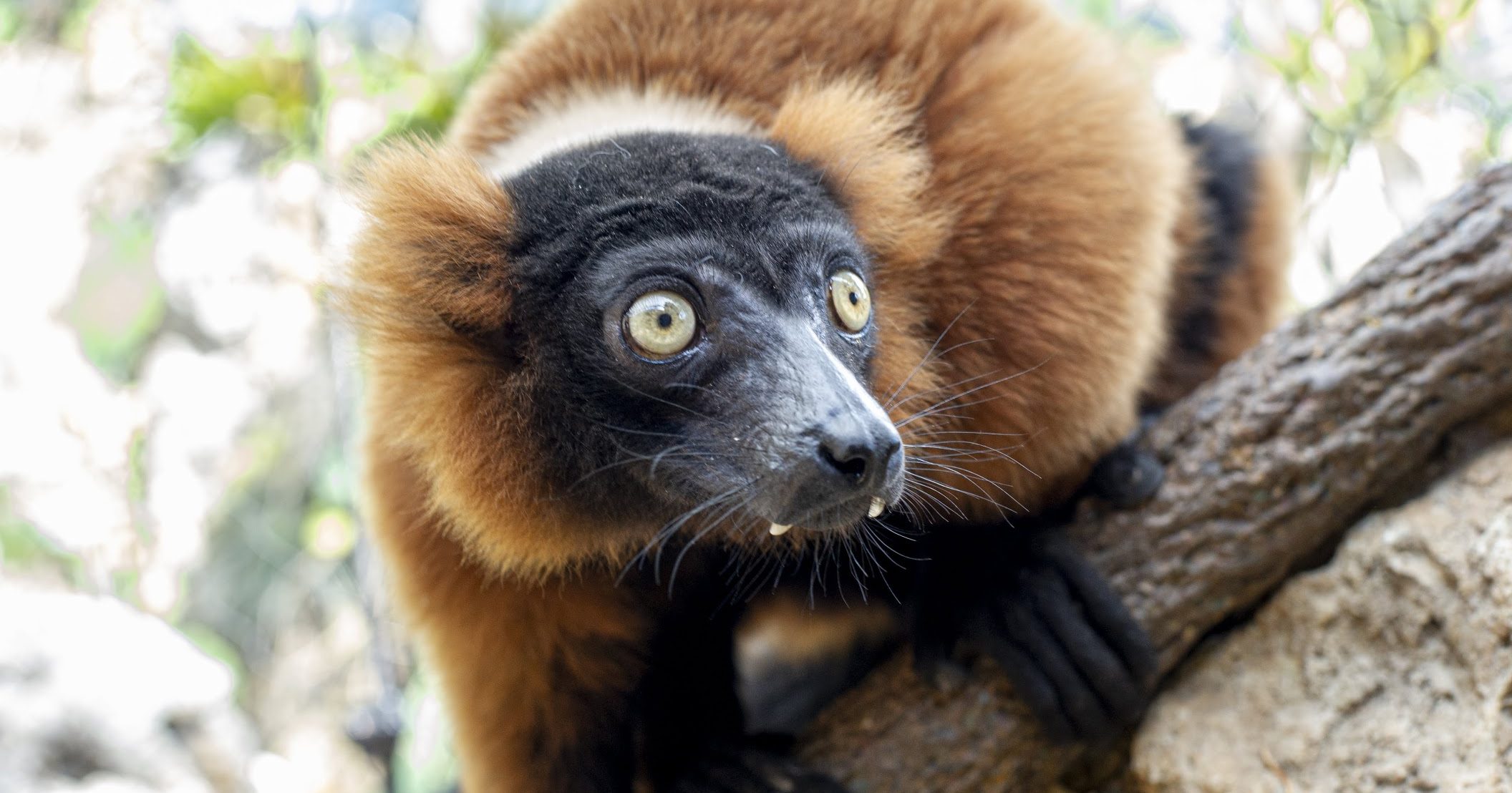 Red-ruffed Lemur