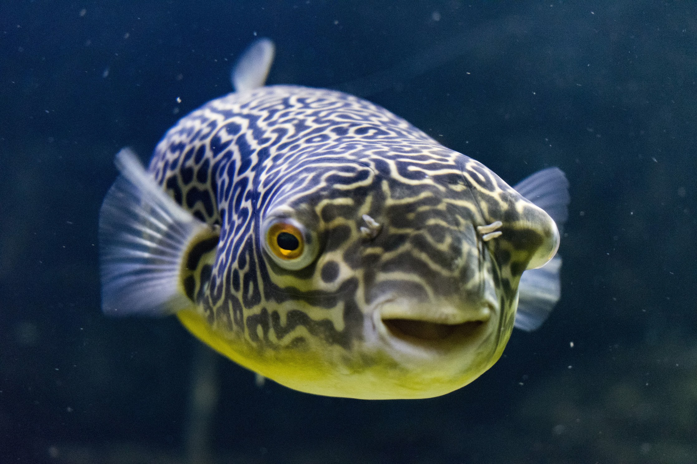Giant Freshwater Puffer