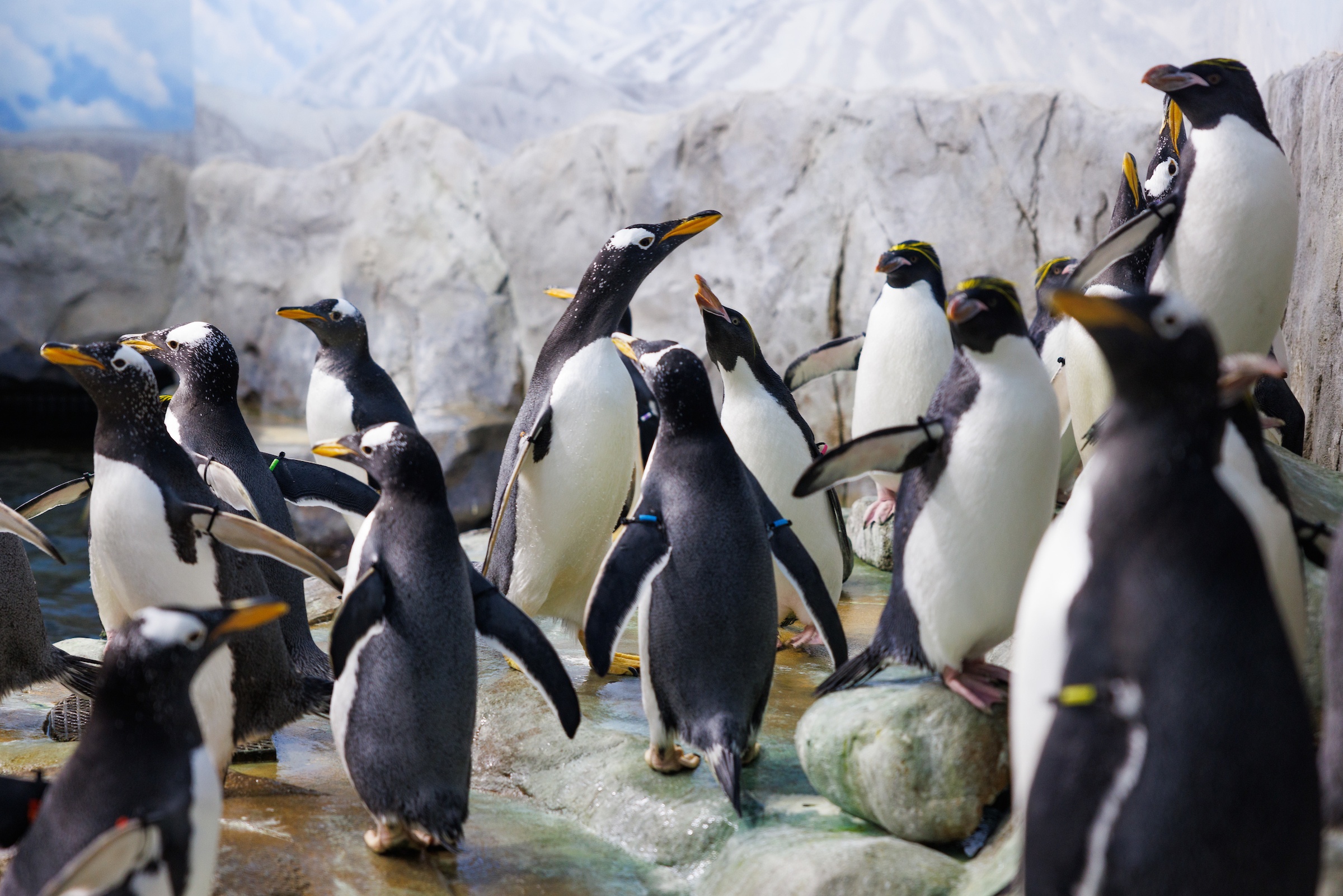 Penguins gather at the Tennessee Aquarium's Penguin Rock exhibit